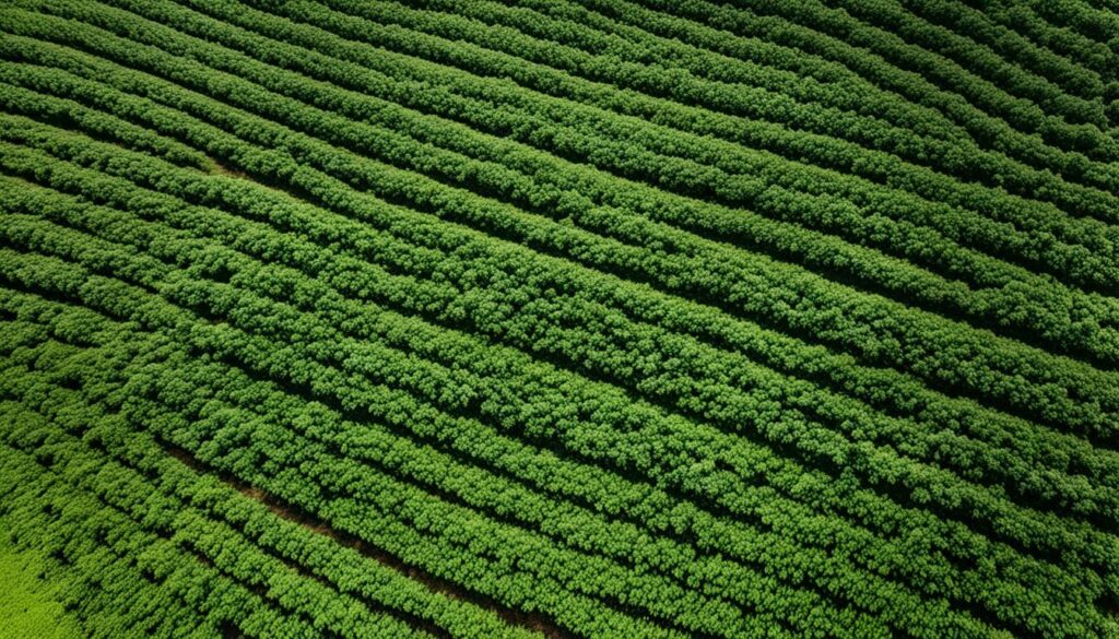 Coffee industry trends Brazil